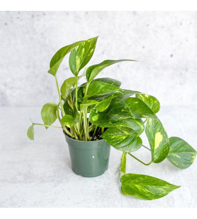 Pothos – Plante d’intérieur